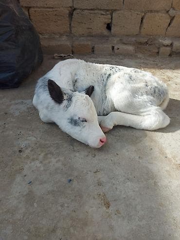 Ala-bəzəkli buzov - Növ: Mal-qara, buzov - Rəng: Ağ fon üzərində lalafo.az -da Ala-bəzəkli buzov - Növ: Mal-qara, buzov - Rəng: Ağ fon üzərində