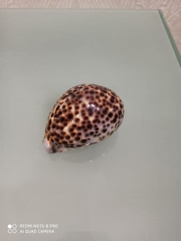 Deniz molyuskasi, natural deniz mehsuludur. Suvenir ve ya hediyye kimi lalafo.az -da Deniz molyuskasi, natural deniz mehsuludur. Suvenir ve ya hediyye kimi