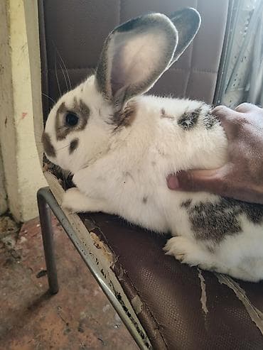 Erkekdir 1 yasi var Bakida yeni suraxanda oluram super heyvandir lalafo.az -da Erkekdir 1 yasi var Bakida yeni suraxanda oluram super heyvandir