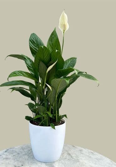 Spathiphyllum (Sülh zanbağı) – dekorativ otaq bitkisi - Parlaq lalafo.az -da Spathiphyllum (Sülh zanbağı) – dekorativ otaq bitkisi - Parlaq