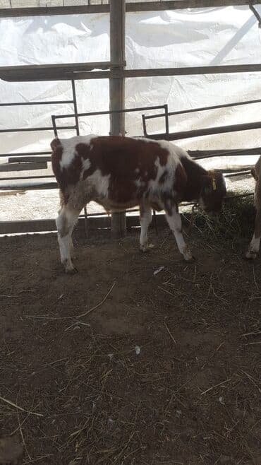 Smental mələzi 1350m.erkək .ot yem yeyir. YALNIZ NÖMRƏYƏ YAZIN VƏYA lalafo.az -da Smental mələzi 1350m.erkək .ot yem yeyir. YALNIZ NÖMRƏYƏ YAZIN VƏYA