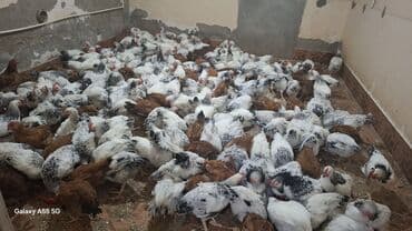 4 aylıq çolpalar satılır,diri çekileri 1 kq 300 den 1 kq 600 e lalafo.az -da 4 aylıq çolpalar satılır,diri çekileri 1 kq 300 den 1 kq 600 e