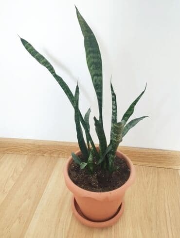 Sansevieria gülü lalafo.az -da Sansevieria gülü