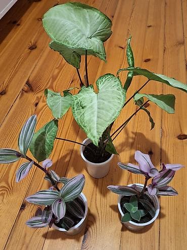 Daxili dekor üçün 3 ədəd saksı bitkisi dəsti - Syngonium podophyllum lalafo.az -da Daxili dekor üçün 3 ədəd saksı bitkisi dəsti - Syngonium podophyllum