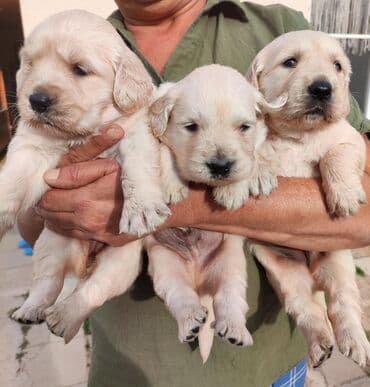 Labrador-retriver, 1 ay, Erkek lalafo.az -da Labrador-retriver, 1 ay, Erkek