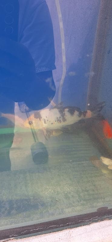 Koi, Sülhsevər, Pulsuz çatdırılma lalafo.az -da Koi, Sülhsevər, Pulsuz çatdırılma