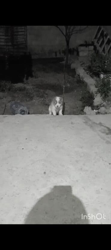 Balaca it balası - Cins: çoban iti (şirin, ağ-qəhvəyi rəngli) - Yaş lalafo.az -da Balaca it balası - Cins: çoban iti (şirin, ağ-qəhvəyi rəngli) - Yaş