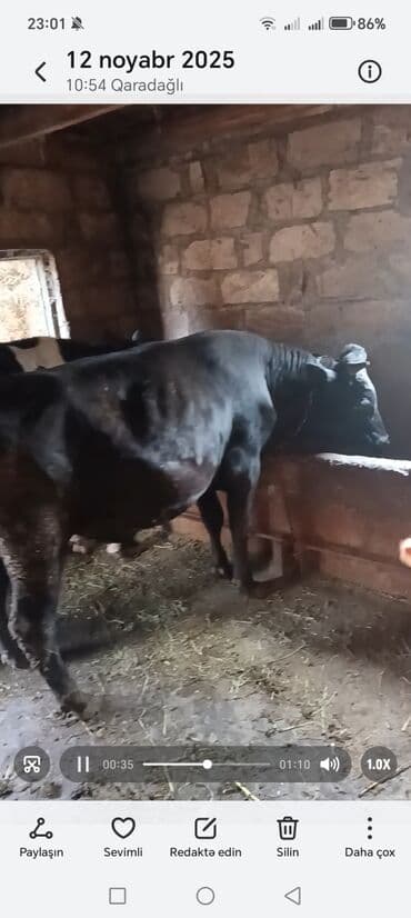 Qara rəngli inək – süd və damazlıq üçün - Cins: qara-bayır tipli lalafo.az -da Qara rəngli inək – süd və damazlıq üçün - Cins: qara-bayır tipli