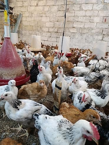 Toyuq, Ətlik, Ödənişli çatdırılma lalafo.az -da Toyuq, Ətlik, Ödənişli çatdırılma