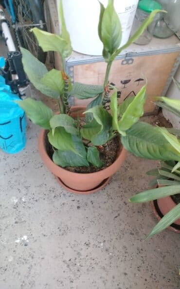 Удобрения: Qadın xöşbəxtliyi gülü, torpağı münbit torpaqdır,gül sağlamdır,ev və at lalafo.az — 6 Удобрения: Qadın xöşbəxtliyi gülü, torpağı münbit torpaqdır,gül sağlamdır,ev və — 6