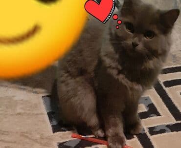 Qiz pisiyidi 5aylidi oynayan pisidi lalafo.az -da Qiz pisiyidi 5aylidi oynayan pisidi