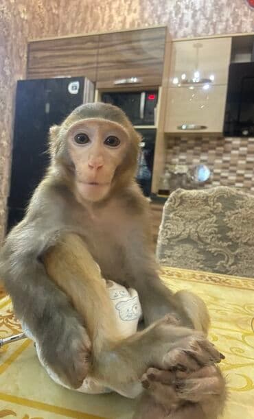 Karlik makaka rezus satılır. Erkəkdir. 1 yaşı yoxdur. Ailədə 35-40 il lalafo.az -da Karlik makaka rezus satılır. Erkəkdir. 1 yaşı yoxdur. Ailədə 35-40 il