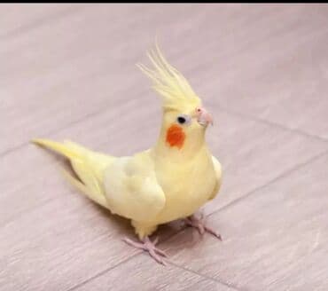 Cute hazir erkek ve disi korellar var hazir quslardi balaya qartiya lalafo.az -da Cute hazir erkek ve disi korellar var hazir quslardi balaya qartiya