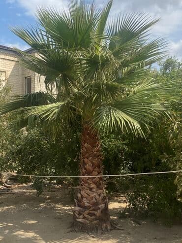 Реечные панели: Dekorativ palma ağacı – fan formalı yarpaqları olan, qalın toxmalı at lalafo.az — 2 Реечные панели: Dekorativ palma ağacı – fan formalı yarpaqları olan, qalın toxmalı — 2