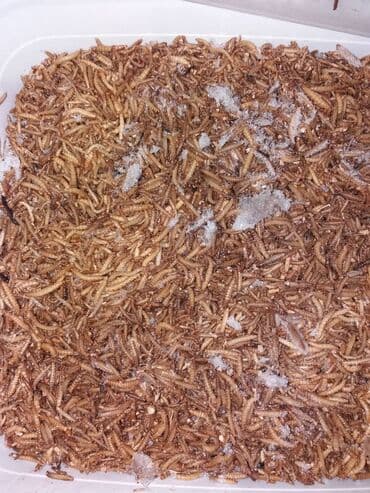 Un qurdu satılır. Dondurulmuş və diri hər iki cür var. Diri 100qramı lalafo.az -da Un qurdu satılır. Dondurulmuş və diri hər iki cür var. Diri 100qramı