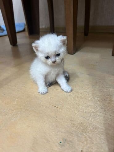 Britan, Dişi, Erkək, Yaxşı əllərə, Ödənişli çatdırılma lalafo.az -da Britan, Dişi, Erkək, Yaxşı əllərə, Ödənişli çatdırılma