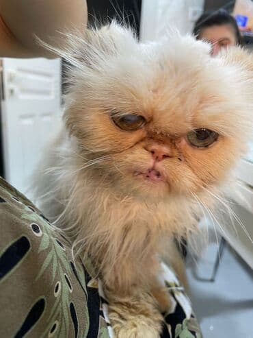 Fars lalafo.az -da Fars