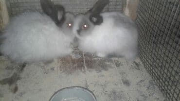 Hollandiya karlik dovsanlar 2 dene mini balaca nov dovsanlar 2 kilo lalafo.az -da Hollandiya karlik dovsanlar 2 dene mini balaca nov dovsanlar 2 kilo