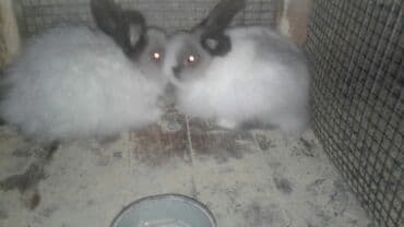 Hollandiya karlik dovsanlar 2 dene 6 ayliq disi ve erkek lalafo.az -da Hollandiya karlik dovsanlar 2 dene 6 ayliq disi ve erkek