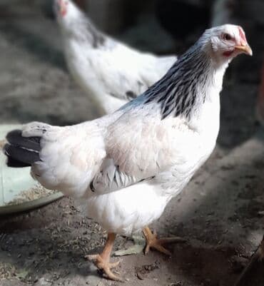 Lider 55 toyuqları 9 aylıq 5 eded 1 xoruz yumurtalıq etlik sortu lalafo.az -da Lider 55 toyuqları 9 aylıq 5 eded 1 xoruz yumurtalıq etlik sortu