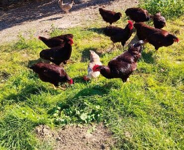 Toyuq, Yumurtalıq lalafo.az -da Toyuq, Yumurtalıq