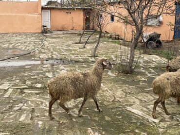 Salam Heyvanlar hamısı sağlam ağır boğazdılar ana baladılar satılırlar lalafo.az -da Salam Heyvanlar hamısı sağlam ağır boğazdılar ana baladılar satılırlar