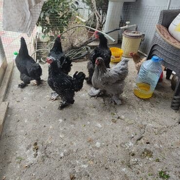 Toyuq, Brama, Damazlıq lalafo.az -da Toyuq, Brama, Damazlıq