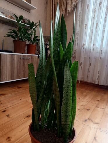 Sansevieria (Qaynanadili) – iri, sıx pöhrəli dekorativ otaq bitkiləri lalafo.az -da Sansevieria (Qaynanadili) – iri, sıx pöhrəli dekorativ otaq bitkiləri