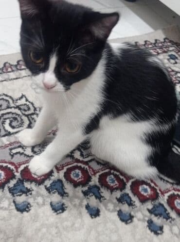 Evde baxib boyutduyum senedli peyvendli 8 ayliq disi balami yaxsi lalafo.az -da Evde baxib boyutduyum senedli peyvendli 8 ayliq disi balami yaxsi