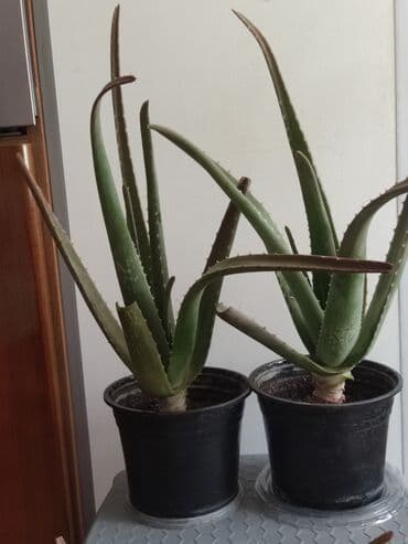Продаю алоэ Вера, имеются растения 2 летние lalafo.az -da Продаю алоэ Вера, имеются растения 2 летние