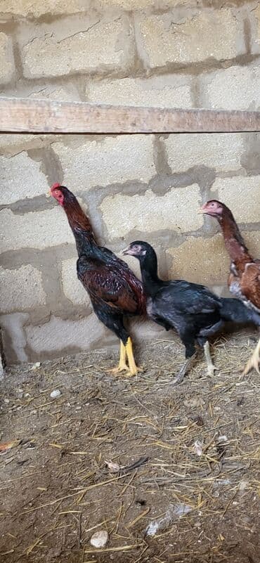 Xoruz, Heyratı, il: 1, Ünvandan götürmə lalafo.az -da Xoruz, Heyratı, il: 1, Ünvandan götürmə