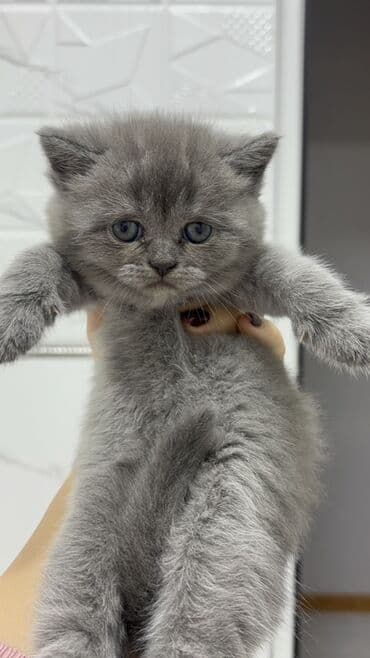 Britan, Erkək, Dişi, Ünvandan götürmə, Pulsuz çatdırılma, Ödənişli çatdırılma lalafo.az -da Britan, Erkək, Dişi, Ünvandan götürmə, Pulsuz çatdırılma, Ödənişli çatdırılma