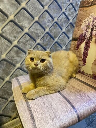 Şotland yastı qulaq, Erkək lalafo.az -da Şotland yastı qulaq, Erkək