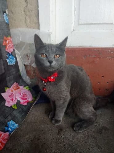 Şotland, Dişi, Ödənişli çatdırılma, Ünvandan götürmə lalafo.az -da Şotland, Dişi, Ödənişli çatdırılma, Ünvandan götürmə