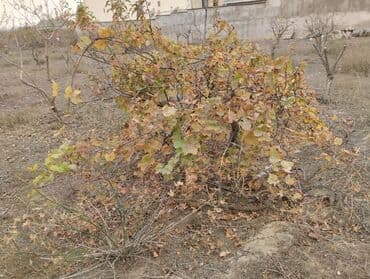 Salam. 2 ədəd agadayi 1 ədəd kişmişi 1 ədəd keçi əmcəyini sortları lalafo.az -da Salam. 2 ədəd agadayi 1 ədəd kişmişi 1 ədəd keçi əmcəyini sortları