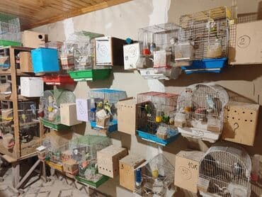 Bina evinə köçməyimlə bağlı olaraq papuqay ferması satılır. Cavan lalafo.az -da Bina evinə köçməyimlə bağlı olaraq papuqay ferması satılır. Cavan