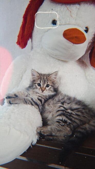 Brilliance: Britan, Dişi, Yaxşı əllərə, Ödənişli çatdırılma lalafo.az -da — 2 Brilliance: Britan, Dişi, Yaxşı əllərə, Ödənişli çatdırılma — 2