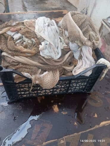 Сёдла: Itlər üçün siveji quzu qarnı tər təmiz kilosu 1 az kim isdese öncədən at lalafo.az — 1 Сёдла: Itlər üçün siveji quzu qarnı tər təmiz kilosu 1 az kim isdese öncədən — 1