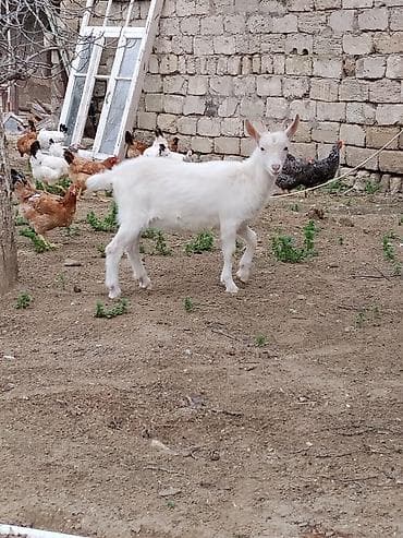 Ağ rəngli gənc keçi - Cinsi: ehtimalən dişi (qulaqları dik, yüngül lalafo.az -da Ağ rəngli gənc keçi - Cinsi: ehtimalən dişi (qulaqları dik, yüngül