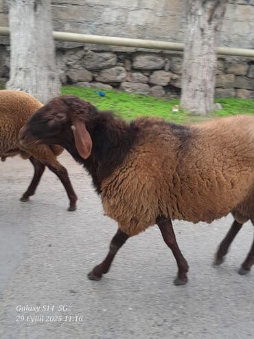 Erkək, Qala, il: 2, Damazlıq, Ünvandan götürmə lalafo.az -da Erkək, Qala, il: 2, Damazlıq, Ünvandan götürmə