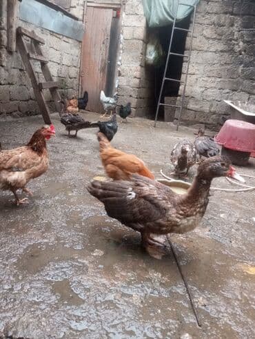 Salam. 4 ədəd erkək lal ördək satılır. 4 aylıq iri quşlardır. Düzdü lalafo.az -da Salam. 4 ədəd erkək lal ördək satılır. 4 aylıq iri quşlardır. Düzdü