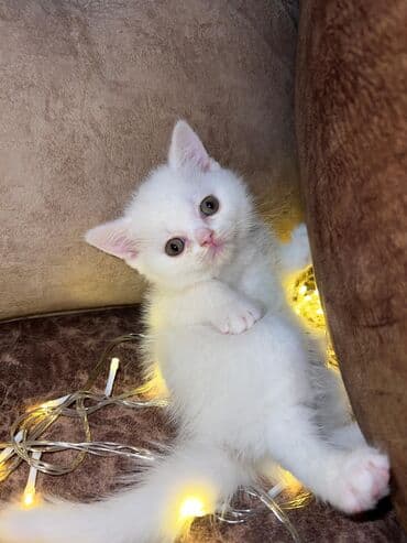 Şinşilla, Erkək, Ödənişli çatdırılma, Ünvandan götürmə lalafo.az -da Şinşilla, Erkək, Ödənişli çatdırılma, Ünvandan götürmə