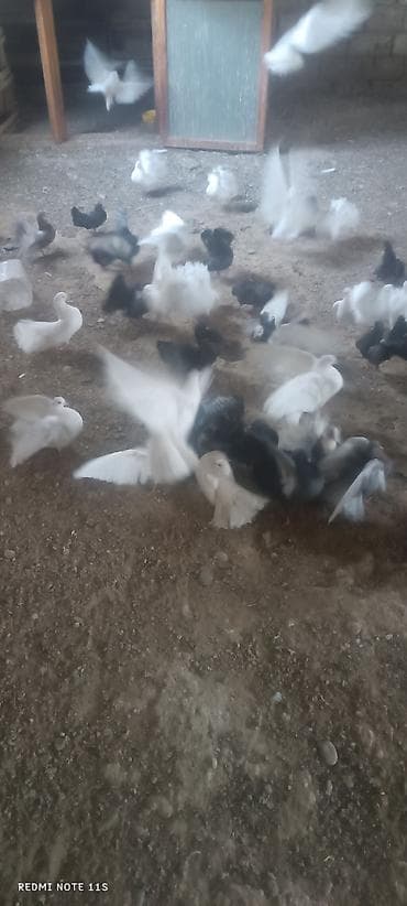 Razılaşma yolu ilə 60yaxin quş var lalafo.az -da Razılaşma yolu ilə 60yaxin quş var