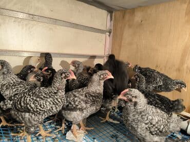 Toyuq cücələri, Ətlik lalafo.az -da Toyuq cücələri, Ətlik