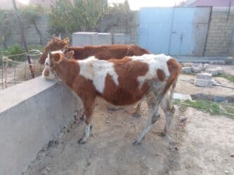 2 dene qazaxistan sortu disi dana cut qiymeti 2400 manat Catdirilma lalafo.az -da 2 dene qazaxistan sortu disi dana cut qiymeti 2400 manat Catdirilma