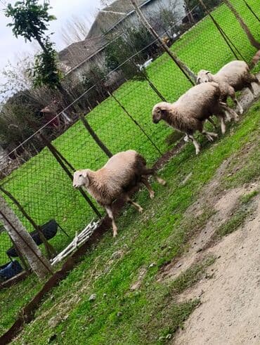 🌾 Lənkəranda bağda saxlanılan quzular 🐏 Təmiz, sağlam və ətli 💚 lalafo.az -da 🌾 Lənkəranda bağda saxlanılan quzular 🐏 Təmiz, sağlam və ətli 💚