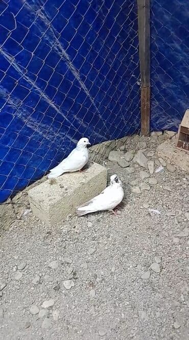 Salam quşbazalar quşlar satılır aq 5 az kəkili qızqındır 7 az 2sin bir lalafo.az -da Salam quşbazalar quşlar satılır aq 5 az kəkili qızqındır 7 az 2sin bir