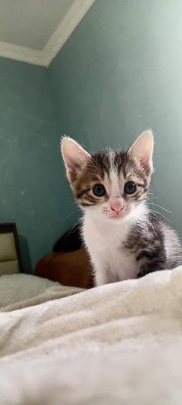 Pişik sahiblendirilir, 1 aylıqdır, tualet tərbiyəsi var, etibarlı lalafo.az -da Pişik sahiblendirilir, 1 aylıqdır, tualet tərbiyəsi var, etibarlı