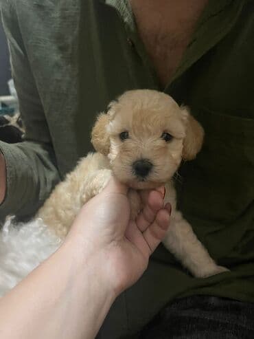 Pudel, 2 ay, Erkek, Peyvəndli, Ödənişli çatdırılma lalafo.az -da Pudel, 2 ay, Erkek, Peyvəndli, Ödənişli çatdırılma