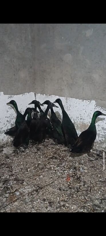 Salam. gördüyünüz pinqvin ördəkler satılır bir ededi 30azn . barter de lalafo.az -da Salam. gördüyünüz pinqvin ördəkler satılır bir ededi 30azn . barter de